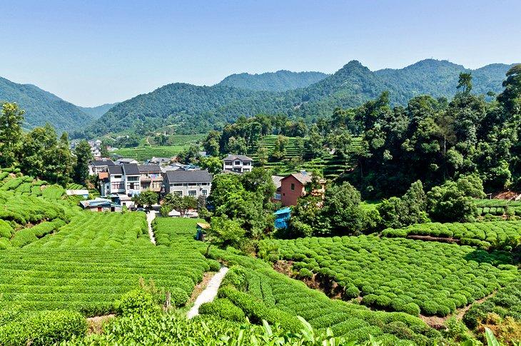 Longjing Tee und der Drachenbrunnen