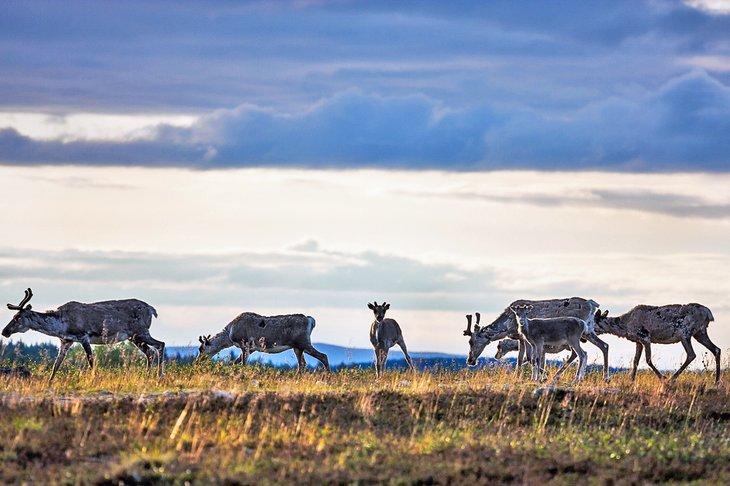 Rehe im Dorf Saariselkä