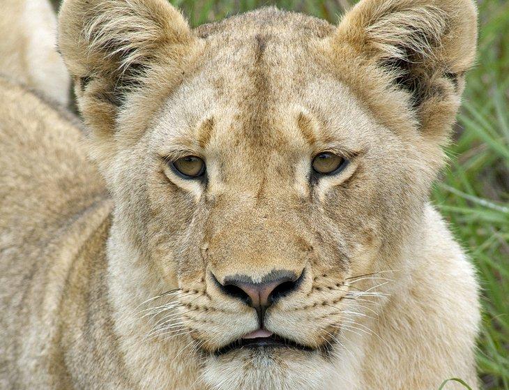 Réserve de chasse privée d'Inkwenkwezi