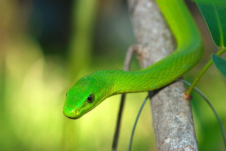 Grüne Mamba