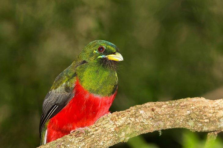Des trogons Narina peuvent être aperçus dans la Réserve naturelle d'Umtiza