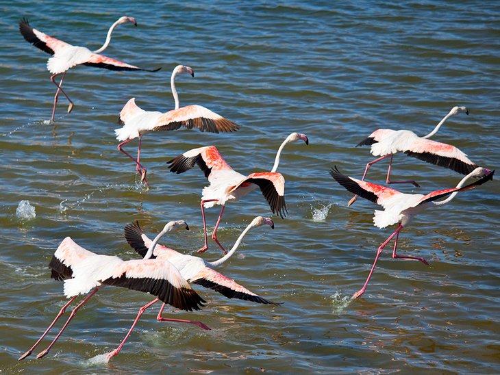 Flamencos en el Parque Nacional de Souss-Massa