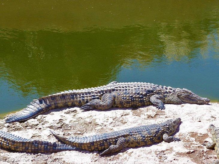 Cocodrilos en Crocopark