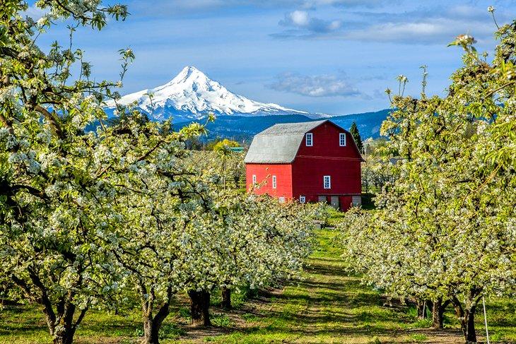 Valle de Hood River con Mt. Hood al fondo