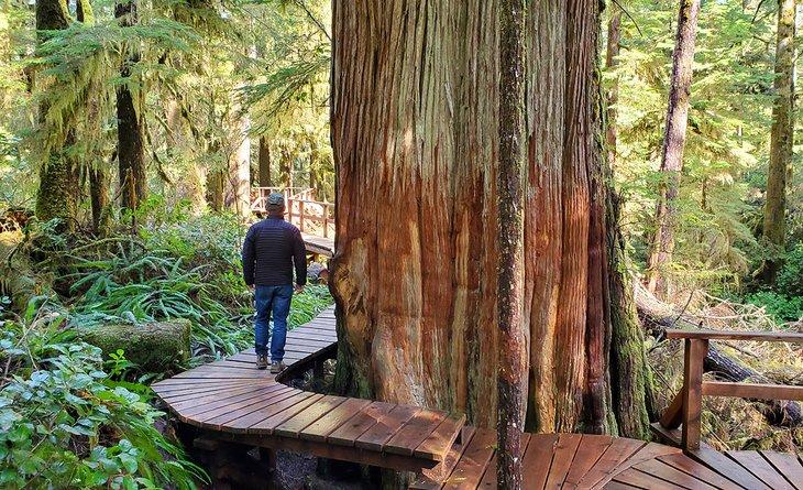 Das Boardwalk auf dem Rainforest Trail in Tofino