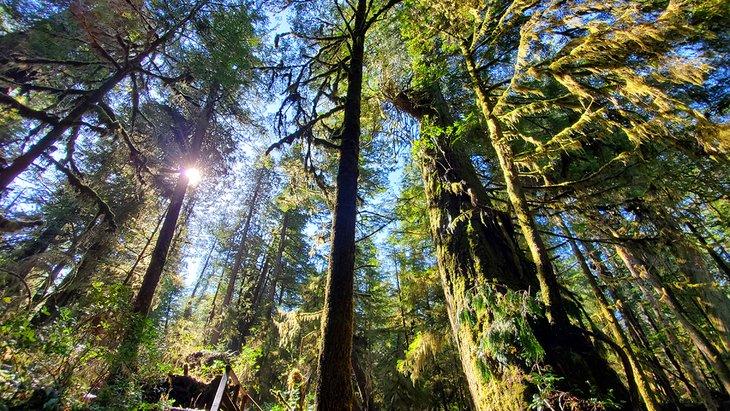 Licht, das durch die Bäume auf dem Rainforest Trail in Tofino scheint