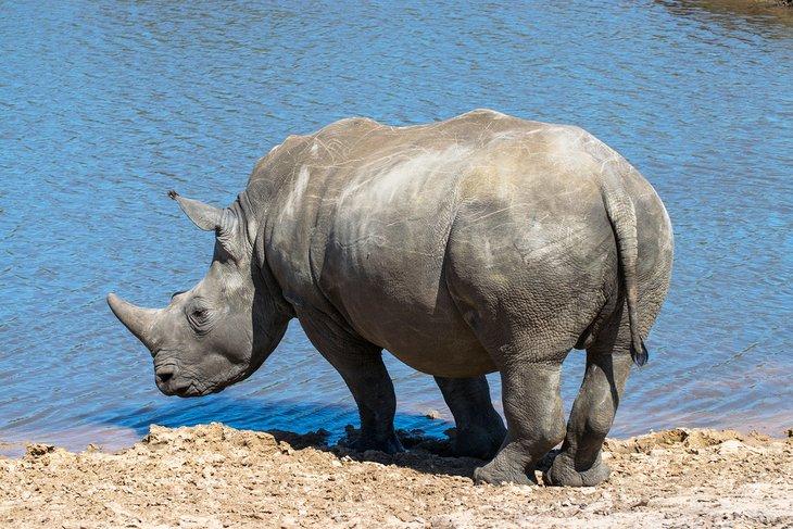 Breitmaulnashorn an einem Tränkestelle im Kragga Kamma Game Park