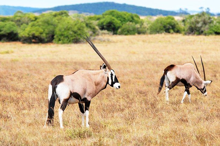 Gemsbok im Shamwari Private Game Reserve