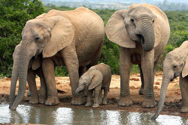 Addo-Elefanten-Nationalpark