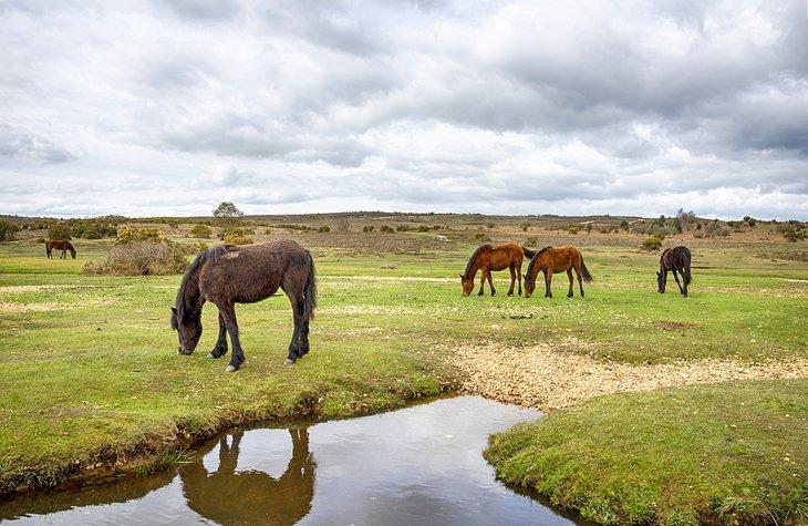 Caballos pastando en el Parque Nacional de New Forest