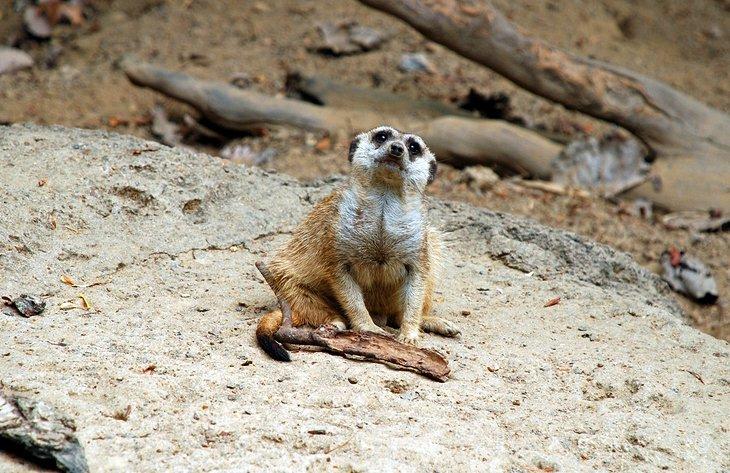 Zoo de Memphis