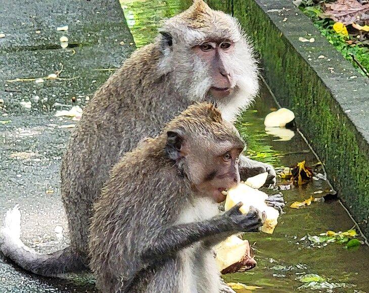 Singes dans la forêt des singes à Ubud