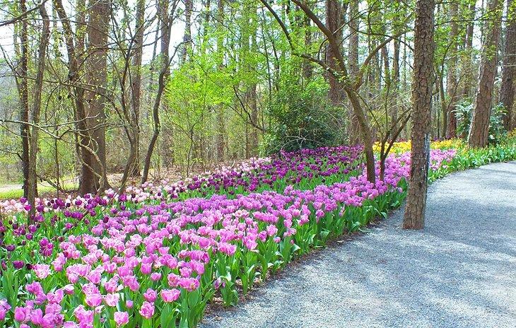 Tulpen im Garvan Woodland Gardens