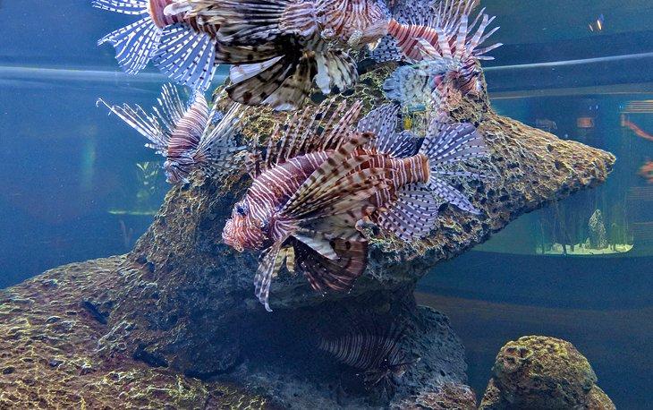 Pez león en el Acuario de Carolina del Norte en Fort Fisher