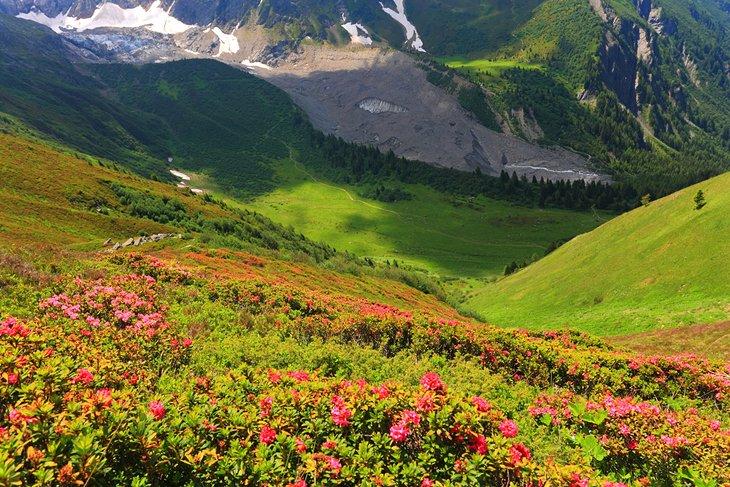 Flores en un valle debajo de Mont Blanc