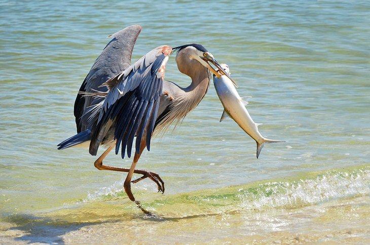 Garza azul en Pensacola