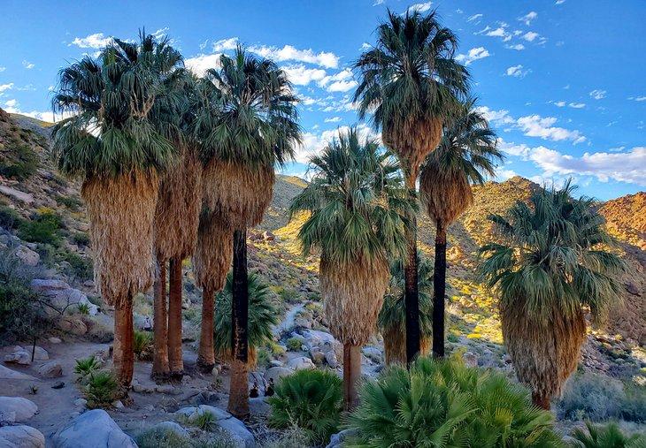 Oasis de Palms Perdidas