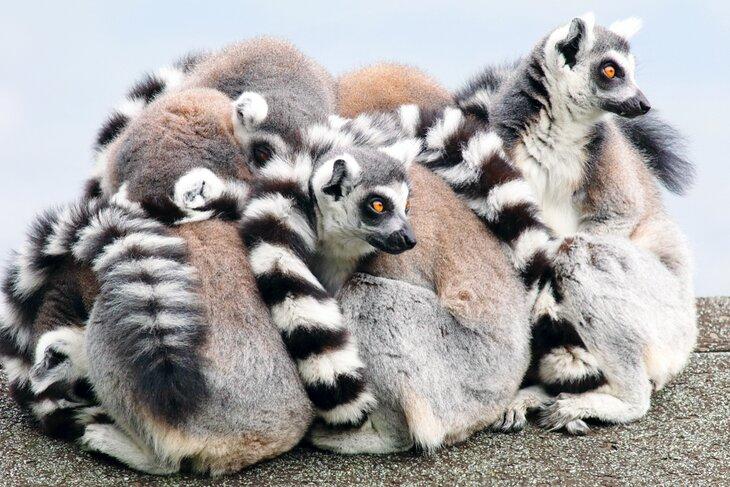 Lemures en el Zoológico de Belfast