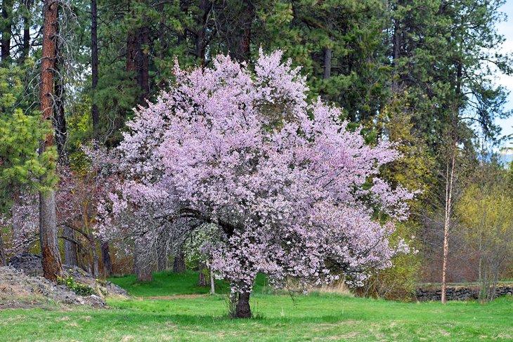 Arboreto John A. Finch