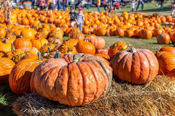 Calabazas en Green Bluff