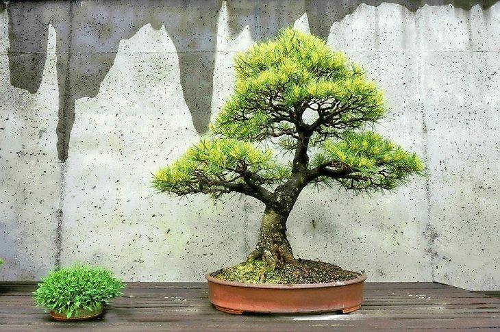 Árbol Bonsái en el Arboreto de Carolina del Norte