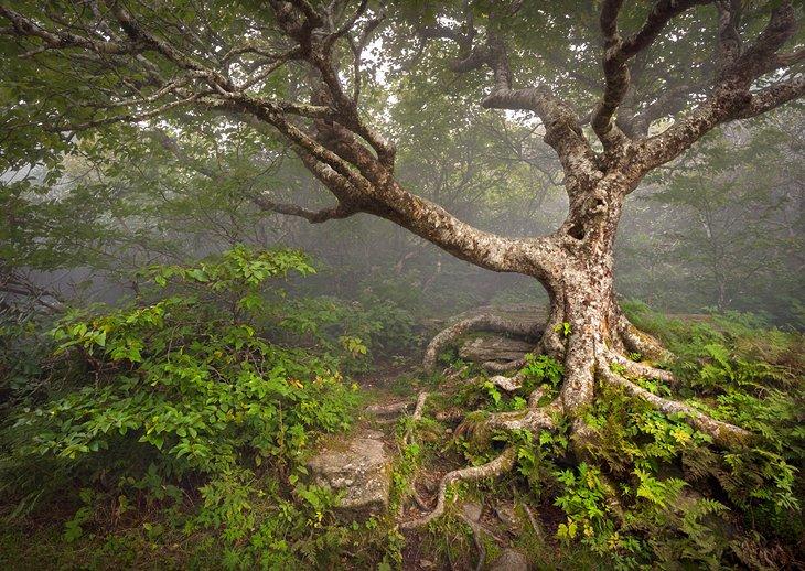 Jardines Craggy