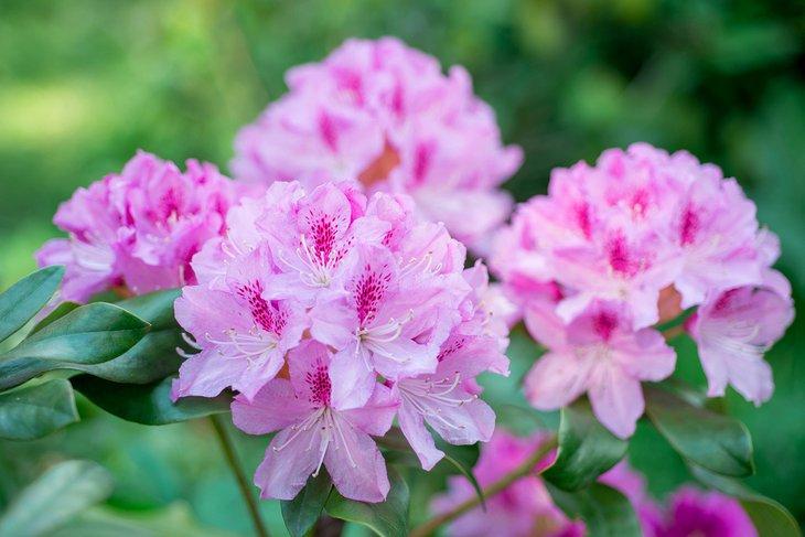 Rhododendros