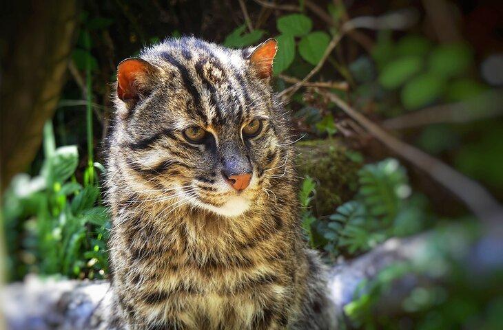 Gato pescador en el Parque de Vida Silvestre Curraghs