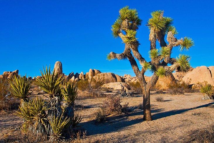 Parc National de Joshua Tree
