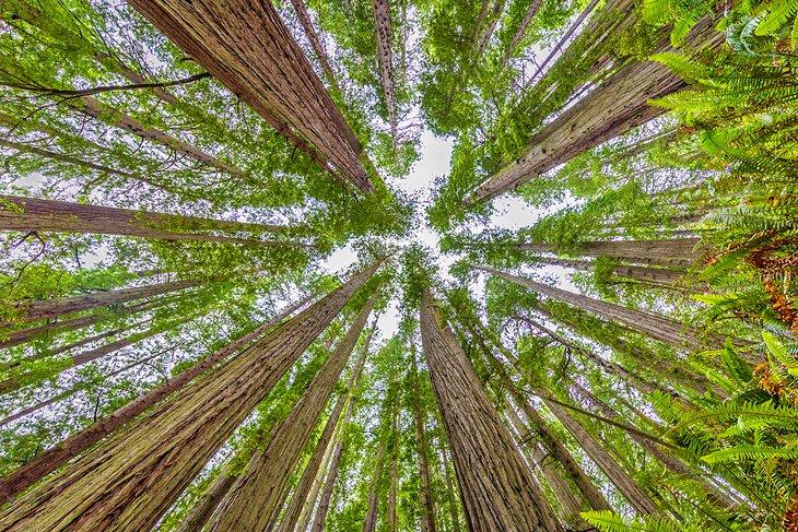 Regard vers le haut sur le sentier Grove Lady Bird Johnson