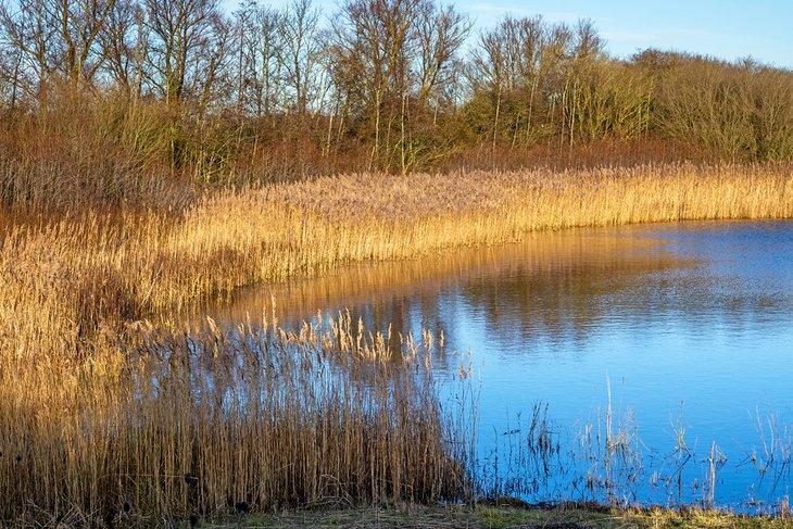 Réserve Naturelle Nationale de Far Ings, Barton-upon-Humber