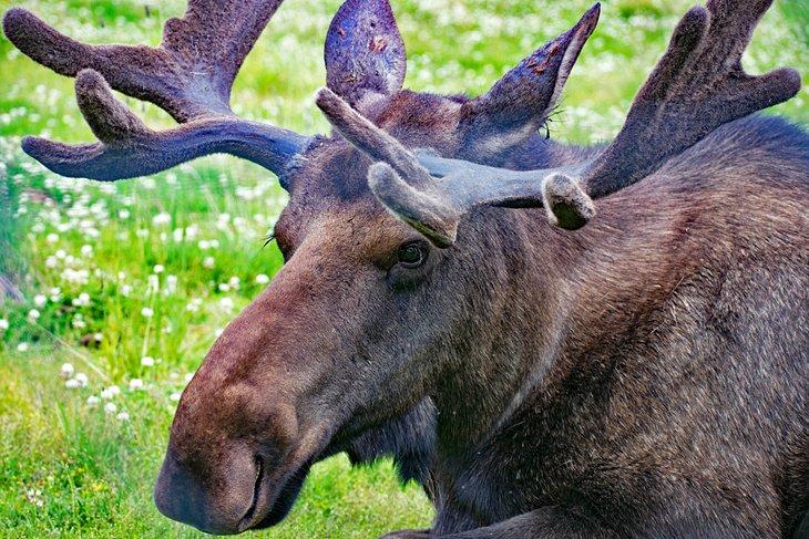 Élan au Centre de Conservation de la Faune de l'Alaska