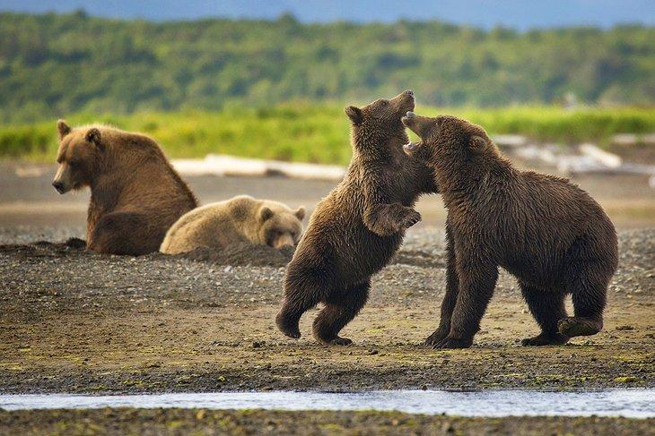 Ours bruns Kodiak dans la Réserve Nationale de la Faune Kodiak