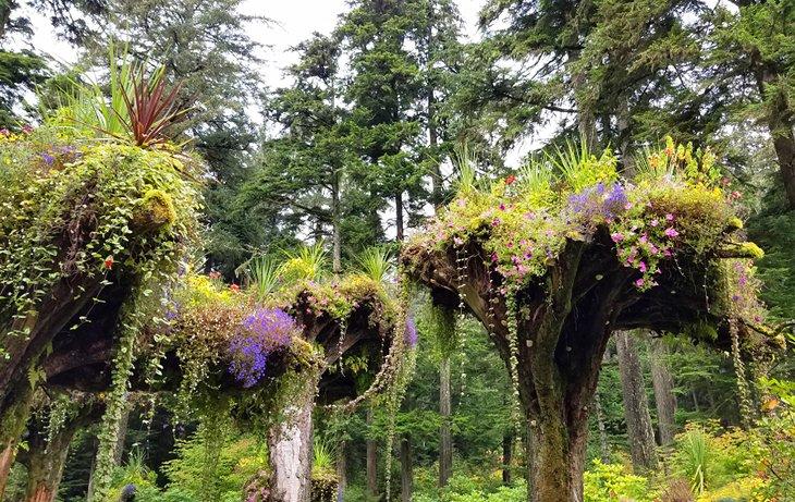 Tours de fleurs dans Glacier Gardens Rainforest Adventures