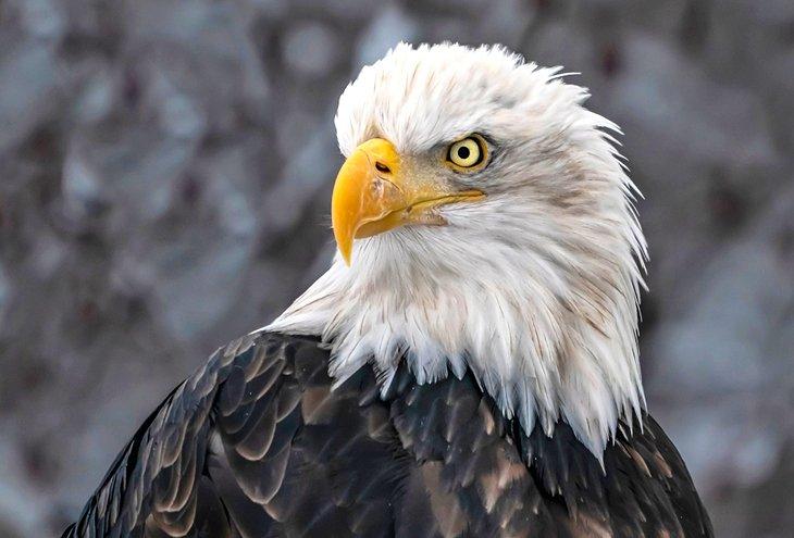 Aigle à tête blanche à Haines
