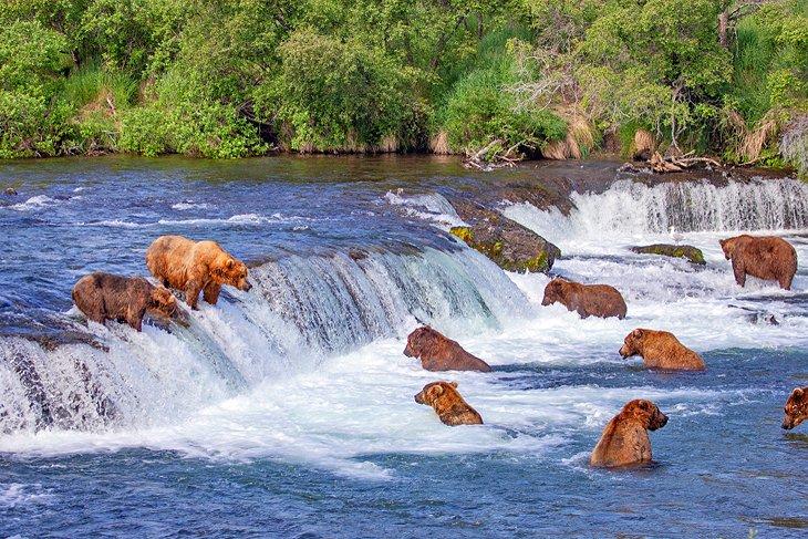 Ours bruns pêchant aux Brooks Falls