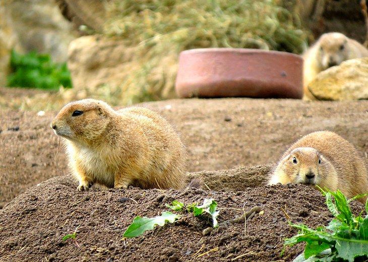 Zoo d'Erfurt