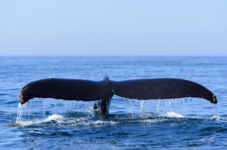 Cola de ballena en la Bahía de Fundy