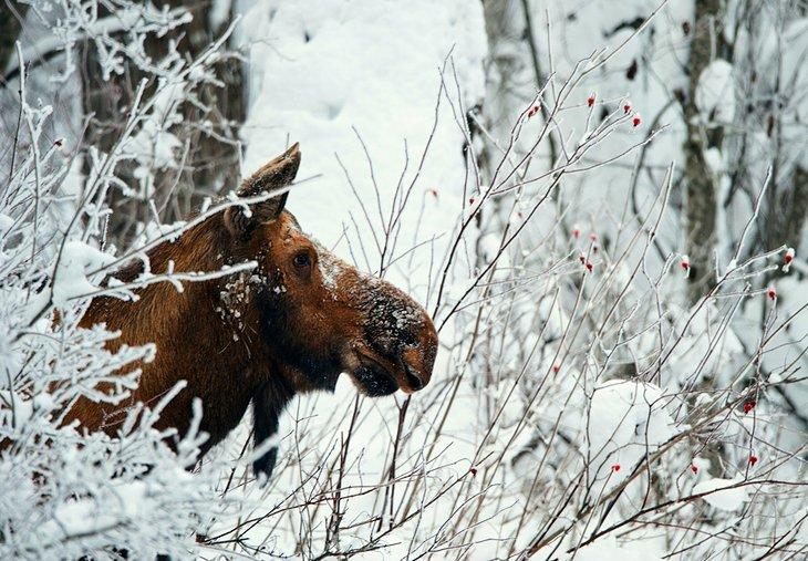 Préserve de la faune du Yukon