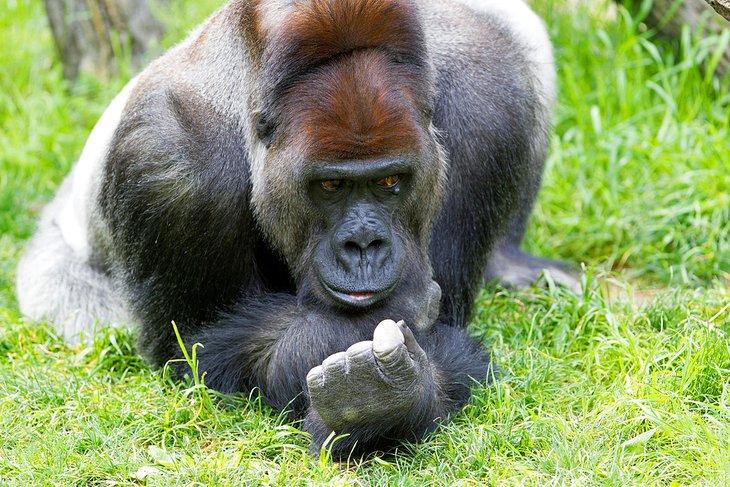 Gorila de las llanuras occidentales en el zoológico de Cincinnati
