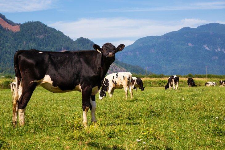 Vaches dans une ferme à Chilliwack