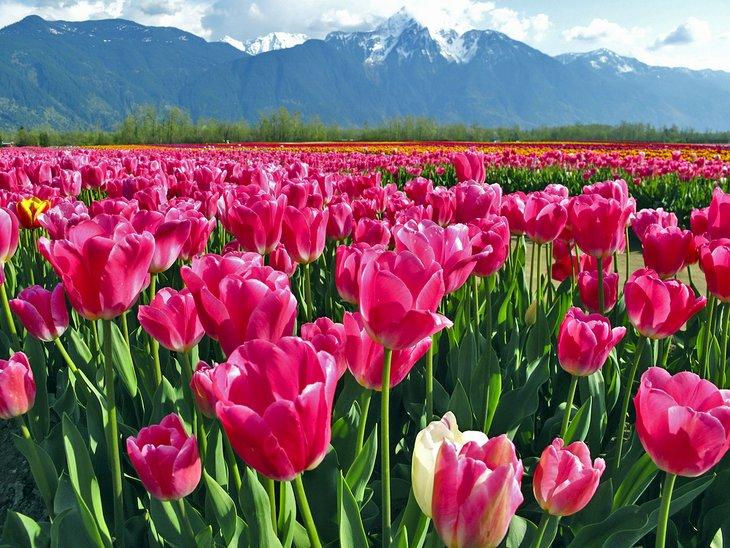 Champs de tulipes à Chilliwack