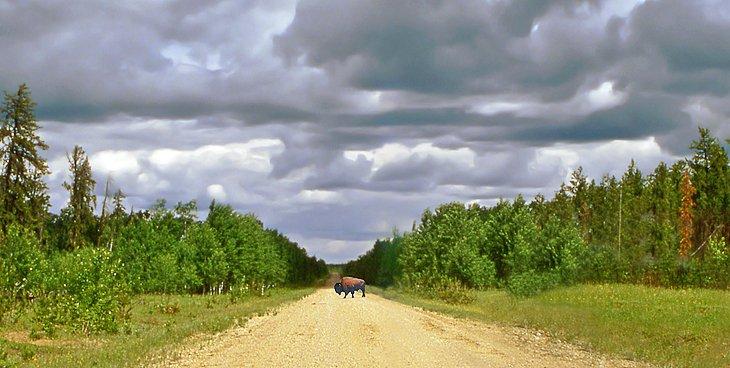 Bisonte de madera en el Parque Nacional Wood Buffalo