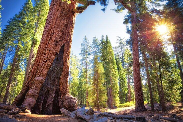 Grizzly Giant en Mariposa Grove