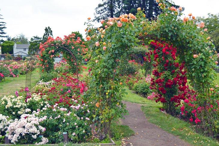 Rosenbögen im kommunalen Rosengarten