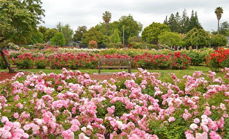 Kommunaler Rosengarten