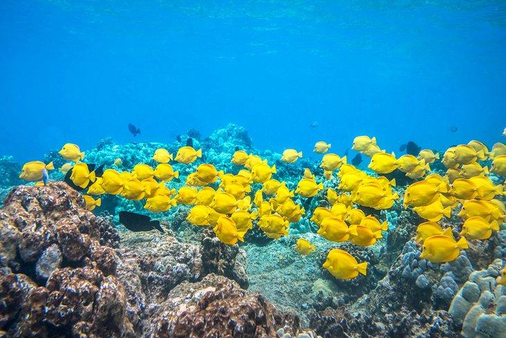Eine Schule von gelben Tangfischen vor der Küste der Großen Insel