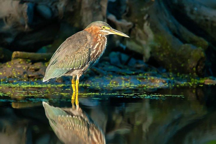 Un garceta verde en el Rattray Marsh