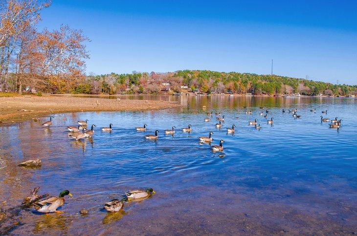 Patos y gansos en el Parque Estatal Lago Catherine