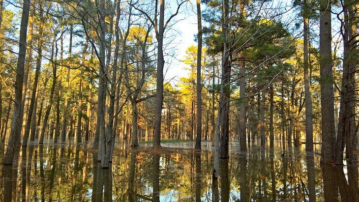 Lago Millwood